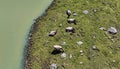 Aerial drone shot of Tyrolean grey cattle in mountain next to lake