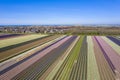 Aerial drone shot view of blooming Dutch hyacinths fields