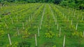 Aerial Drone Shot of wineyards in fall Seasonal with beautiful colours yellow and green Royalty Free Stock Photo