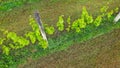 Aerial Drone Shot of wineyards in fall Seasonal with beautiful colours yellow and green Royalty Free Stock Photo