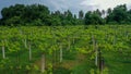 Aerial Drone Shot of wineyards in fall Seasonal with beautiful colours yellow and green Royalty Free Stock Photo