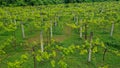 Aerial Drone Shot of wineyards in fall Seasonal with beautiful colours yellow and green Royalty Free Stock Photo