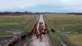 Aerial shot of a young cowherd leading a hard of cows down the rural road