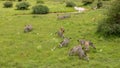 Aerial drone shot of zebras with other birds and animals grazing on the grassland in Kenya, Africa