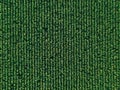 Aerial drone top view of cultivated corn field Royalty Free Stock Photo