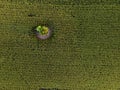 Aerial drone top view of cultivated green corn field Royalty Free Stock Photo