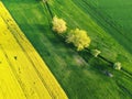 Aerial drone top view fields of rapeseed and wheat with lines on spring or summer day. Nature landscape