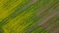 Aerial drone top view fields of rapeseed and wheat with lines from tractor tracks on sunny spring or summer day. Nature background Royalty Free Stock Photo