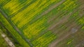 Aerial drone top view fields of rapeseed and wheat with lines from tractor tracks on sunny spring or summer day. Nature background Royalty Free Stock Photo