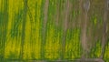 Aerial drone top view fields of rapeseed and wheat with lines from tractor tracks on sunny spring or summer day. Nature background Royalty Free Stock Photo