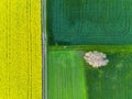 Aerial drone top view fields of rapeseed and wheat with lines from tractor tracks on sunny spring or summer day. Nature background