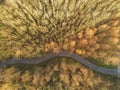 Aerial drone top view on a forest park with a small walking path. Royalty Free Stock Photo