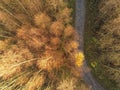 Aerial drone top view on a forest park with a small walking path. Autumn fall colors of the trees Royalty Free Stock Photo