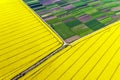 Aerial drone top view of yellow blooming field