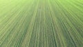 Aerial drone video view of field, agriculture land.Green fresh crop