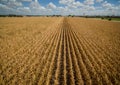 Aerial drone view above Corn Crops long rows of corn dry drought climate change