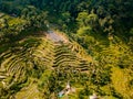 Aerial drone view of the beautiful rice terraces in Bali, Indonesia. Royalty Free Stock Photo