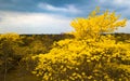 Drone view of Guayacan tree blossoming in Colimes, Ecuador Royalty Free Stock Photo