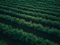 Aerial drone view Blueberry bush field, organic ripe. Blue berry hanging on a branch