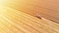 Aerial drone view of combine harvester collects harvest grain in a wheat field in summer sunny day. Agricultural machinery works Royalty Free Stock Photo