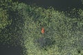 Aerial drone view. Fishing boat among water lilies in the river. Royalty Free Stock Photo