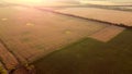 Aerial drone view flight over fields with different growing