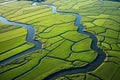Aerial drone view of green landscape with canals