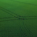 Aerial drone view of green rice field with landscape green pattern nature background. Square.