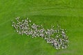 Aerial drone view of herd of sheep grazing in a meadow Royalty Free Stock Photo