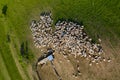 Aerial drone view of herd of sheep grazing in a meadow Royalty Free Stock Photo