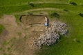 Aerial drone view of herd of sheep grazing in a meadow Royalty Free Stock Photo