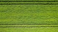 Aerial drone view high up to beds of green ripening potatoes bushes. Country field of potato in row lines. Fresh bright Royalty Free Stock Photo