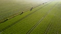 Aerial drone view high up to the sun rising and shining over beds of green ripening potatoes bushes. Country field of Royalty Free Stock Photo