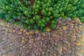 Aerial top drone view of a mixed conifer and broadleaf forest in autumn