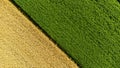 Aerial drone view over border between yellow wheat field and agricultural field Royalty Free Stock Photo