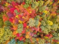 Aerial Drone view of overhead colorful fall / autumn leaf foliage near Asheville, North Carolina.Vibrant red, yellow, teal, orange