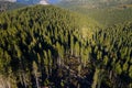 Aerial drone view of a pine forest Royalty Free Stock Photo