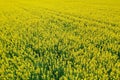 Yellow rapeseed field from above in the spring Royalty Free Stock Photo