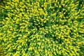 Yellow rapeseed field from above