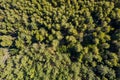 Aerial drone view of shortleaf spruce forest background Royalty Free Stock Photo