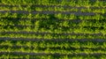 Aerial drone view to beds of green ripening potatoes bushes. Country field of potato in row lines. Fresh bright Royalty Free Stock Photo