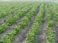 Farmland eco potato field. green tops in the garden Royalty Free Stock Photo