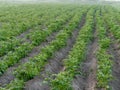 Farmland eco potato field. green tops in the garden Royalty Free Stock Photo