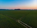 Aerial drone view to long paths between huge fields