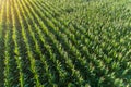 Aerial drone view of young green corn crops seedling in cultivated field at sunset Royalty Free Stock Photo