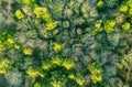 Aerial drone wood Ireland Cork County Irish forest green trees