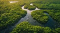 Aerial Eden: Mangrove Forest Veins Meeting Waterways