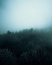 Aerial eerie view of a thick forest in a foggy day