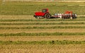 Wind rowing alfalfa hay for drying Royalty Free Stock Photo