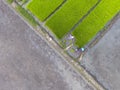 Aerial farmers preparing the seeds plant young rice